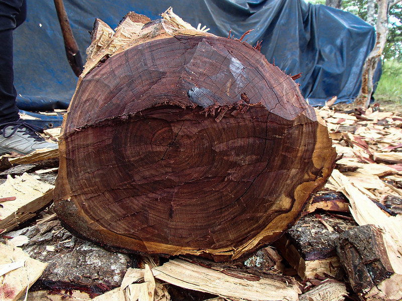 Best Wood for Woodturning Woodturning Online 7